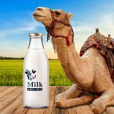 Camel Milk 1ltr-300kshs  ,500ml-150kshs  ,250ml-70kshs