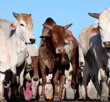 Mature cattle per head